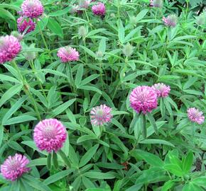 Jetel alpínský - Trifolium alpestre