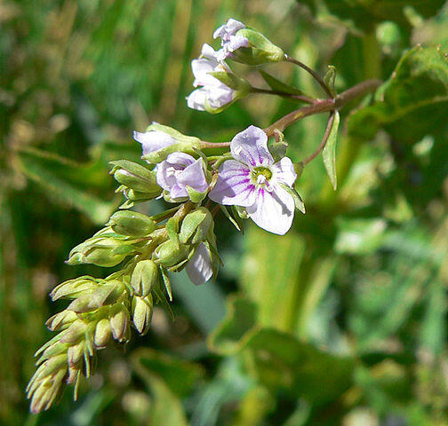 Rozrazil drchničkový - Veronica anagallis - aquatica