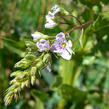 Rozrazil drchničkový - Veronica anagallis - aquatica