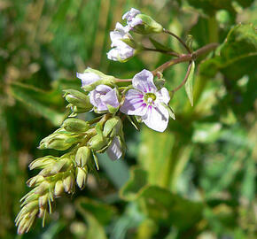 Rozrazil drchničkový - Veronica anagallis - aquatica