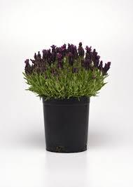 Levandule korunkatá 'Bandera Deep Purple' - Lavandula stoechas 'Bandera Deep Purple'