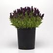 Levandule korunkatá 'Bandera Deep Purple' - Lavandula stoechas 'Bandera Deep Purple'