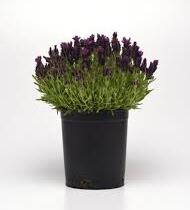 Levandule korunkatá 'Bandera Deep Purple' - Lavandula stoechas 'Bandera Deep Purple'