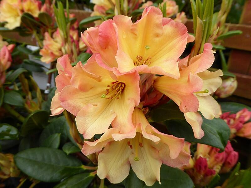 Pěnišník 'Nancy Evans' - Rhododendron (R) 'Nancy Evans'