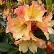 Pěnišník 'Nancy Evans' - Rhododendron (R) 'Nancy Evans'