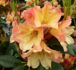 Pěnišník 'Nancy Evans' - Rhododendron (R) 'Nancy Evans'