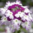 Verbena, sporýš 'Star Dreams Burgundy Wing' - Verbena hybrida 'Star Dreams Burgundy Wing'