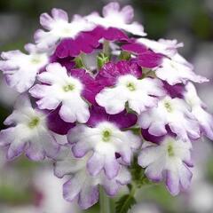 Verbena, sporýš 'Star Dreams Burgundy Wing' - Verbena hybrida 'Star Dreams Burgundy Wing'