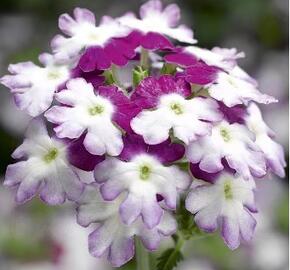 Verbena, sporýš 'Star Dreams Burgundy Wing' - Verbena hybrida 'Star Dreams Burgundy Wing'