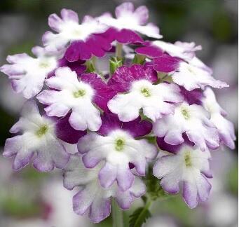 Sporýš 'Star Dreams Burgundy Wing' - Verbena hybrida 'Star Dreams Burgundy Wing'