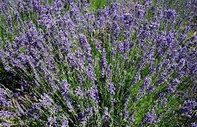 Levandule úzkolistá 'Hidcote' - Lavandula angustifolia 'Hidcote'