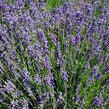 Levandule úzkolistá 'Hidcote' - Lavandula angustifolia 'Hidcote'