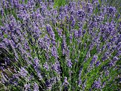 Levandule úzkolistá 'Hidcote' - Lavandula angustifolia 'Hidcote'