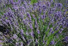 Levandule úzkolistá 'Hidcote'