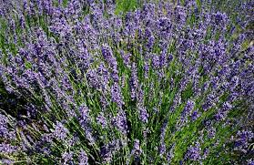 Levandule úzkolistá 'Hidcote' - Lavandula angustifolia 'Hidcote'