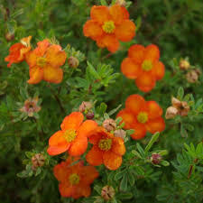 Mochna křovitá 'Bella Sol' - Potentilla fruticosa 'Bella Sol'