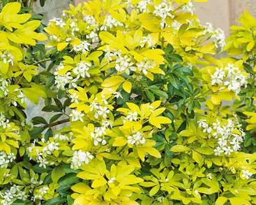 Choísie, mexický pomerančovník 'Lich'