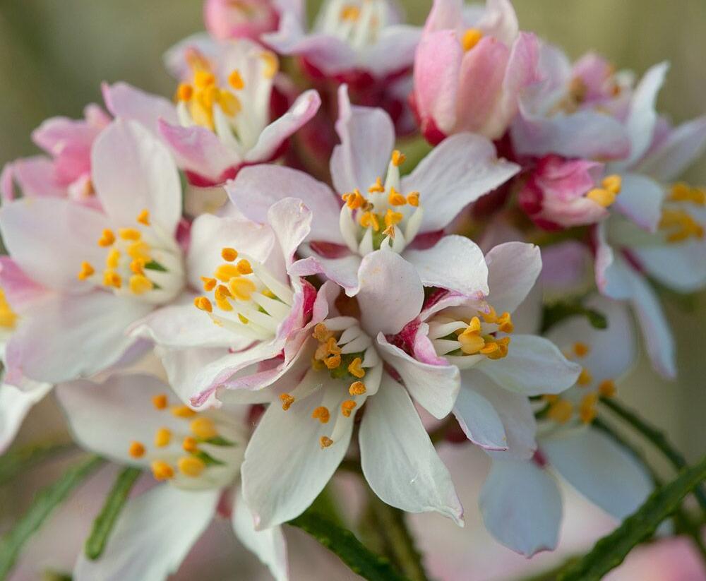Choísie, mexický pomerančovník 'Apple Blossom' - Choisya 'Apple Blossom'