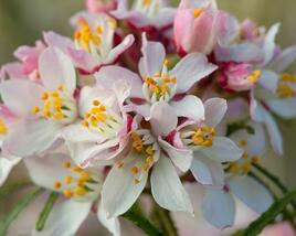 Choísie, mexický pomerančovník 'Apple Blossom'