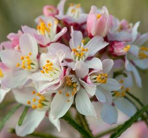 Choísie, mexický pomerančovník 'Apple Blossom' - Choisya 'Apple Blossom'