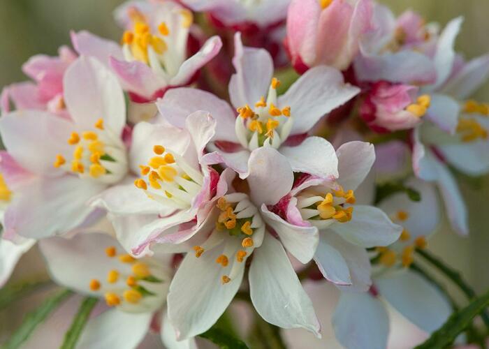 Choísie, mexický pomerančovník 'Apple Blossom' - Choisya 'Apple Blossom'