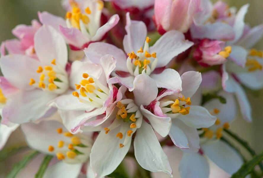 Choísie, mexický pomerančovník 'Apple Blossom' - Choisya 'Apple Blossom'