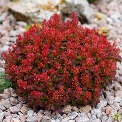 Dřišťál Thunbergův 'Lutin Rouge' - Berberis thunbergii 'Lutin Rouge'