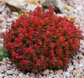 Dřišťál Thunbergův 'Lutin Rouge' - Berberis thunbergii 'Lutin Rouge'