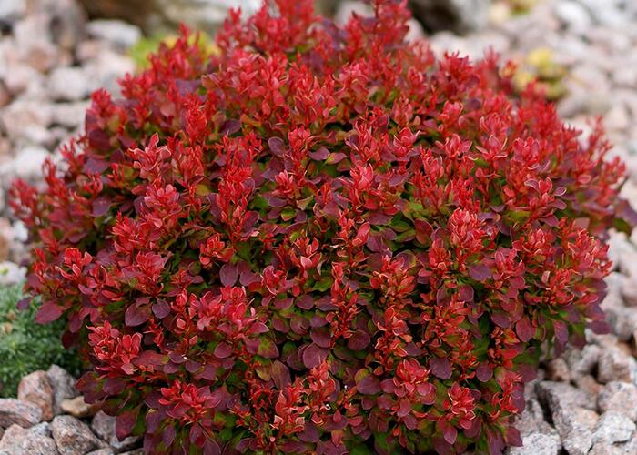 Dřišťál Thunbergův 'Lutin Rouge' - Berberis thunbergii 'Lutin Rouge'