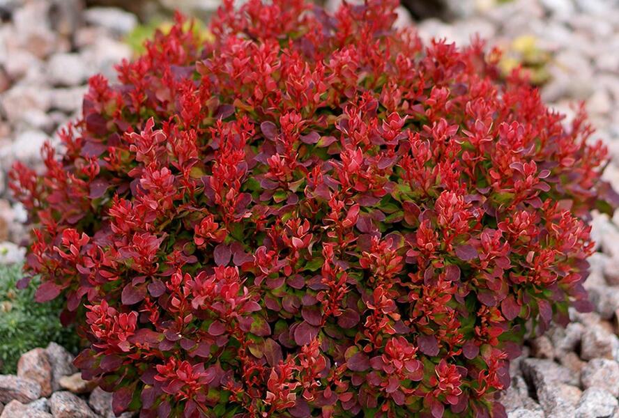 Dřišťál Thunbergův 'Lutin Rouge' - Berberis thunbergii 'Lutin Rouge'
