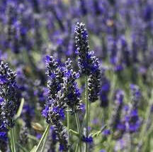 Levandule 'Richard Gray'