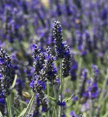 Levandule 'Richard Gray' - Lavandula x chaytorae 'Richard Gray'