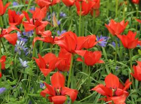Tulipán botanický linifolia - Tulipa linifolia