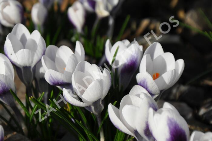 Krokus, šafrán zlatý 'Ard Schenk' - Crocus chrysanthus 'Ard Schenk'