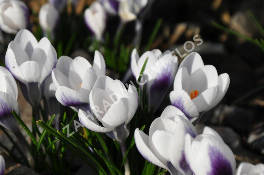 Krokus, šafrán zlatý 'Ard Schenk' - Crocus chrysanthus 'Ard Schenk'