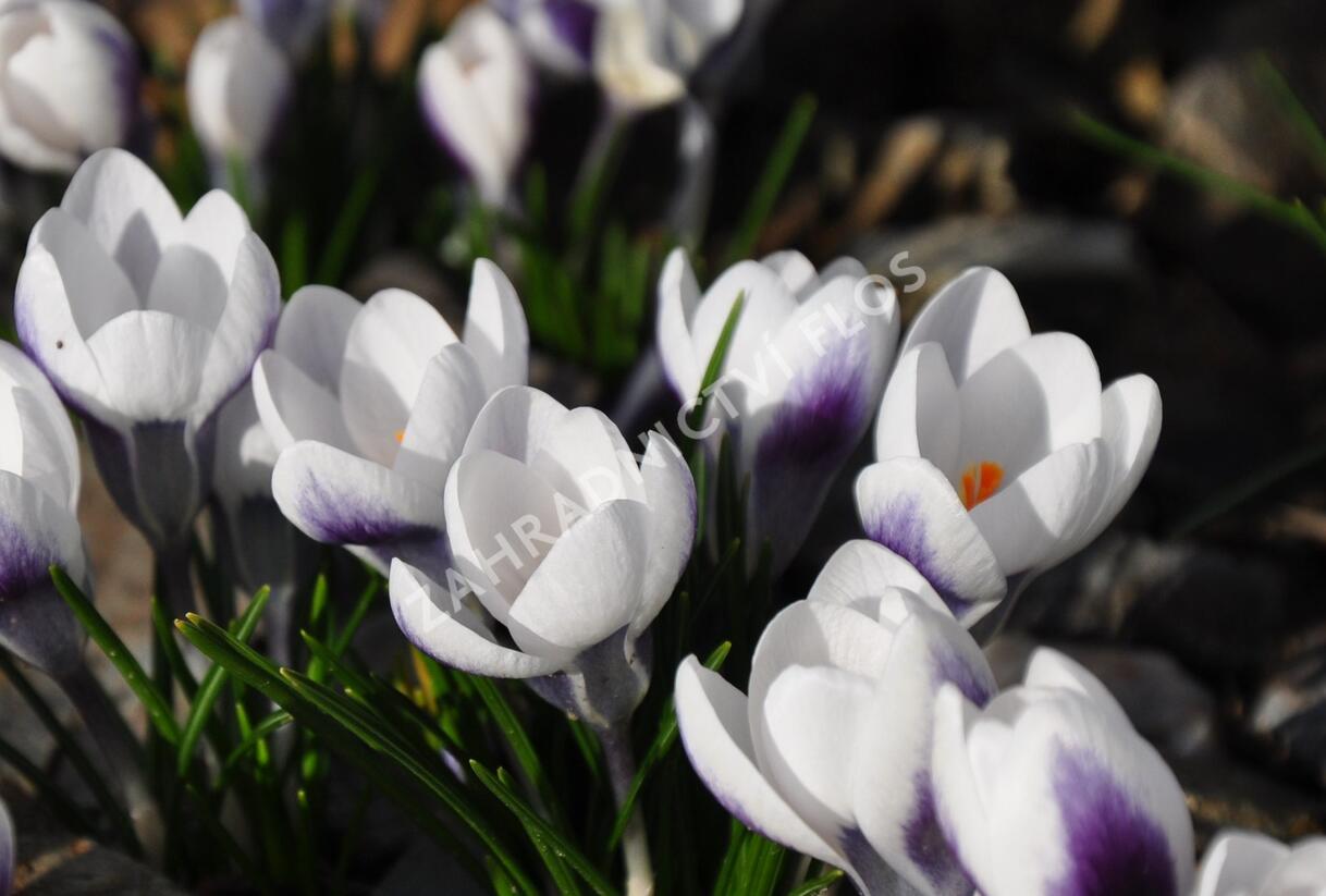 Krokus, šafrán zlatý 'Ard Schenk' - Crocus chrysanthus 'Ard Schenk'