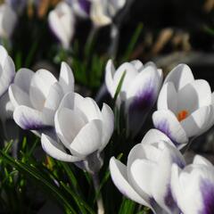 Krokus, šafrán zlatý 'Ard Schenk' - Crocus chrysanthus 'Ard Schenk'