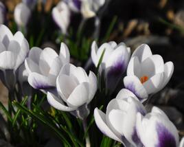 Krokus, šafrán zlatý 'Ard Schenk'