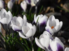 Krokus, šafrán zlatý 'Ard Schenk' - Crocus chrysanthus 'Ard Schenk'