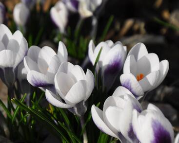 Krokus, šafrán zlatý 'Ard Schenk'