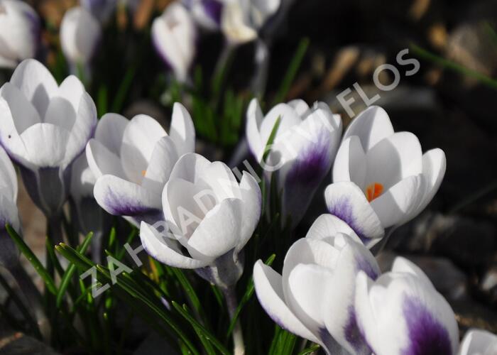 Krokus, šafrán zlatý 'Ard Schenk' - Crocus chrysanthus 'Ard Schenk'