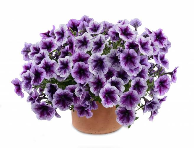 Petúnie 'Ray Purple Vein' - Petunia hybrida 'Ray Purple Vein'