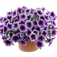 Petúnie 'Ray Purple Vein' - Petunia hybrida 'Ray Purple Vein'