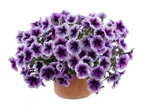 Petúnie 'Ray Purple Vein' - Petunia hybrida 'Ray Purple Vein'