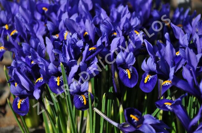 Kosatec síťkovaný 'Harmony' - Iris reticulata 'Harmony'