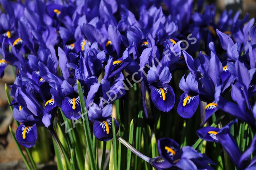 Kosatec síťkovaný 'Harmony' - Iris reticulata 'Harmony'