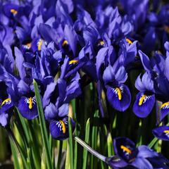 Kosatec síťkovaný 'Harmony' - Iris reticulata 'Harmony'