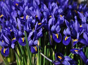Kosatec síťkovaný 'Harmony' - Iris reticulata 'Harmony'
