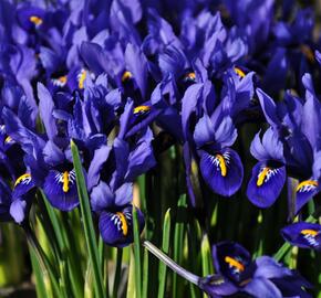 Kosatec síťkovaný 'Harmony' - Iris reticulata 'Harmony'