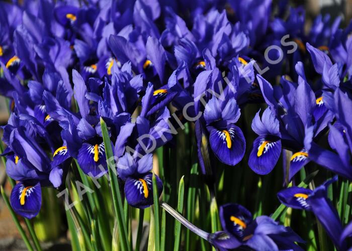 Kosatec síťkovaný 'Harmony' - Iris reticulata 'Harmony'